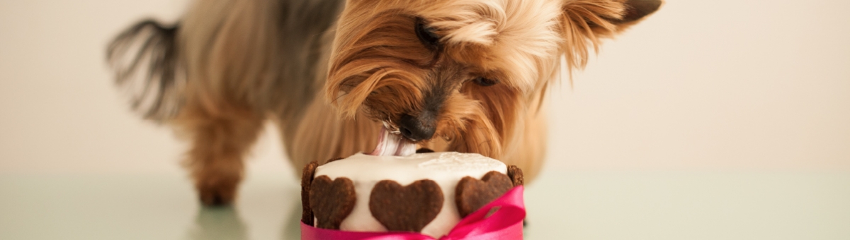 Cani e dolci: perché prestare attenzione