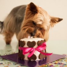 Notizie dal blog: Cani e dolci: perché prestare attenzione