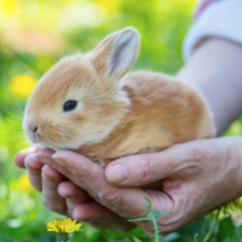 Notizie dal blog: Come aiutare i conigli a sopportare il caldo