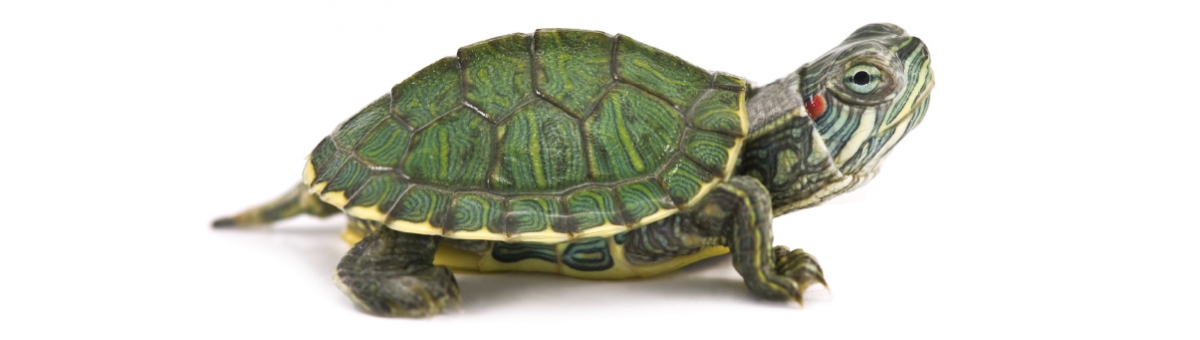 Le tartarughe e l&rsquo;estate, il caldo che colpisce tutti