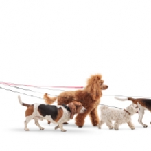 Notizie dal blog: Animali e pet sitter: come scegliere un professionista per la cura del tuo pet