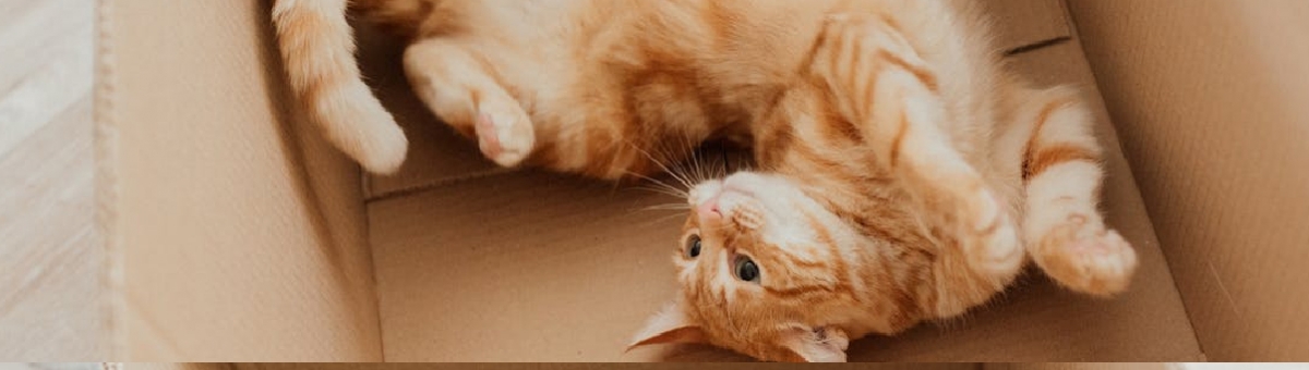 Gatti e scatole: perch&egrave; i pet ne sono attratti