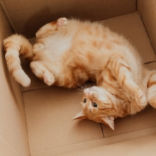 Notizie dal blog: Gatti e scatole: perchè i pet ne sono attratti