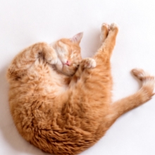 Notizie dal blog: Gatti e riposino: perché i pet amano sonnecchiare?