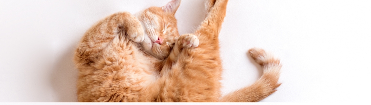 Gatti e riposino: perché i pet amano sonnecchiare?