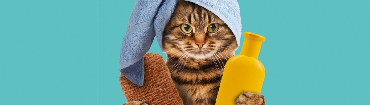 La cura del gatto in autunno: la perdita del pelo