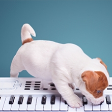 Notizie dal blog: Animali domestici e musica: cosa piace ascoltare ai nostri pet