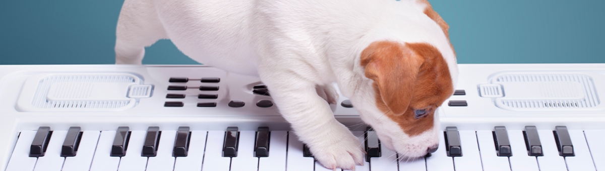 Animali domestici e musica: cosa piace ascoltare ai nostri pet