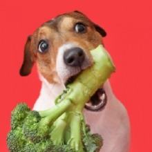 Notizie dal blog: Alimentazione dei cuccioli: ecco i consigli da seguire