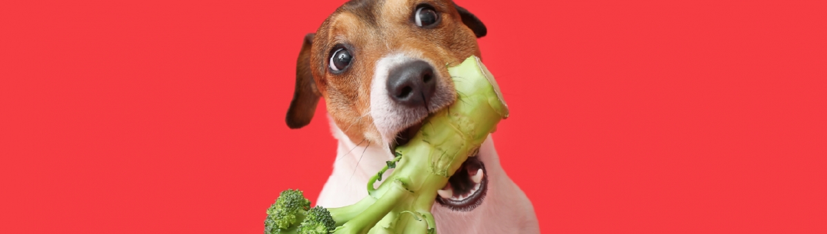 Alimentazione dei cuccioli: ecco i consigli da seguire