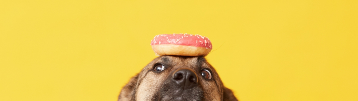 Perch&egrave; deve cambiare l'alimentazione dei pet in inverno