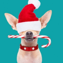 Notizie dal blog: Pranzo di Natale per il pet