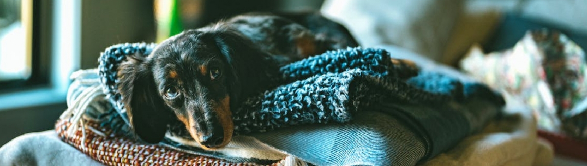 Cani freddolosi coma gestirli