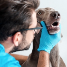 Notizie dal blog: Dentatura del cane: perché è importante prendersene cura