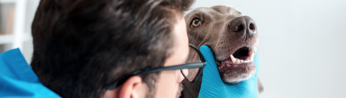 Dentatura del cane: perché è importante prendersene cura