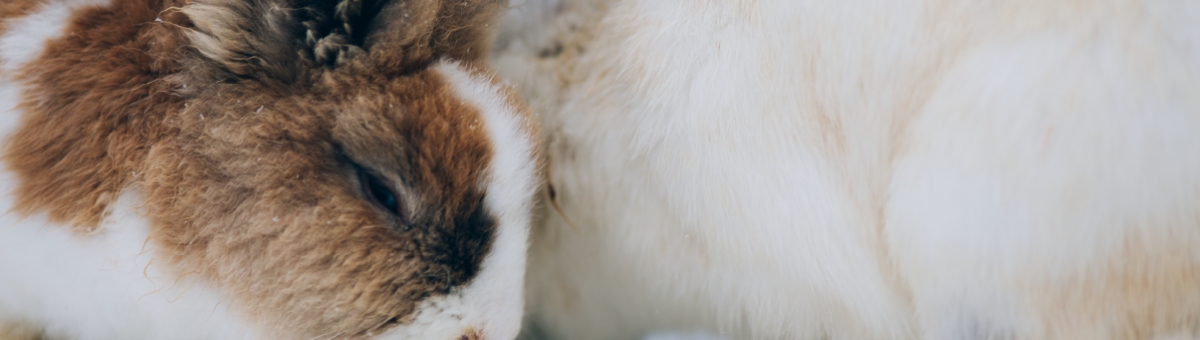 Conigli e freddo: come aiutarli