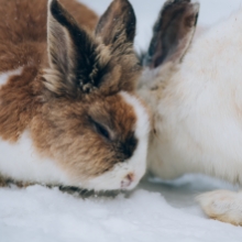 Notizie dal blog: Conigli e freddo: come aiutarli