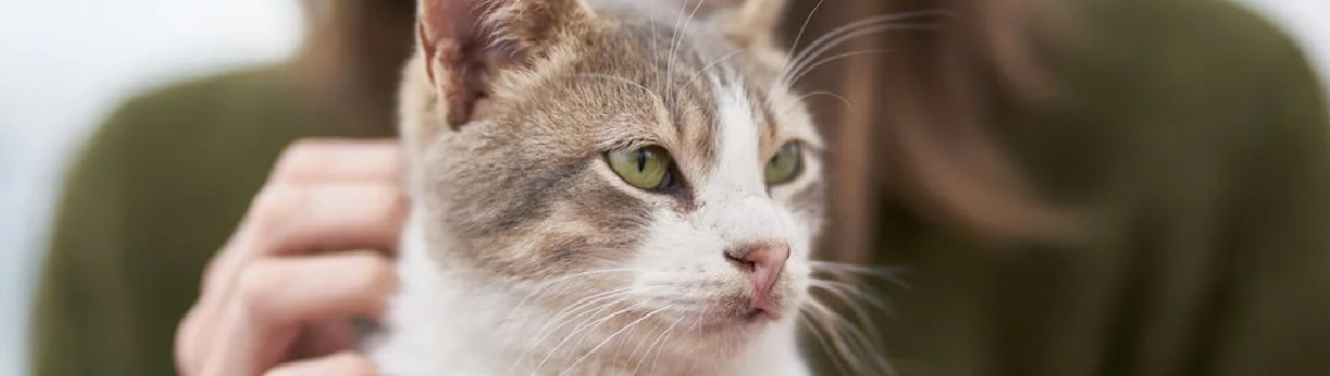 Perch&eacute; gli animali domestici fanno bene alla salute