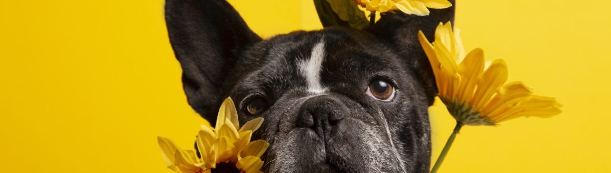 Pericoli per i pet in primavera