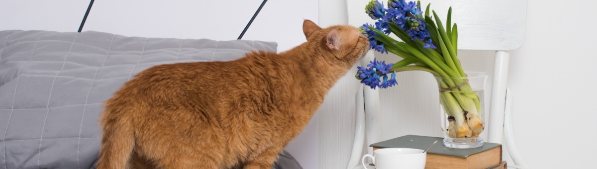 Animali e pulizie di primavera