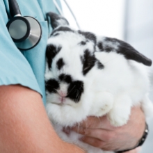 Notizie dal blog: Come scegliere il veterinario giusto