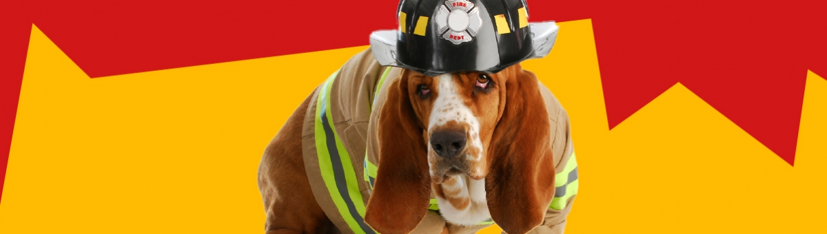 Come preparare il tuo animale domestico in caso di emergenza