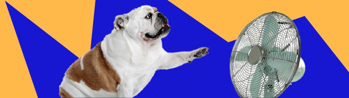 Come proteggere le zampe del tuo animale domestico durante i giorni caldi