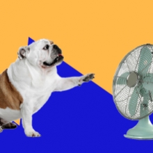 Notizie dal blog: Come proteggere le zampe del tuo animale domestico durante i giorni caldi