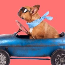 Notizie dal blog: Perché è pericoloso lasciare in macchina da soli i pet