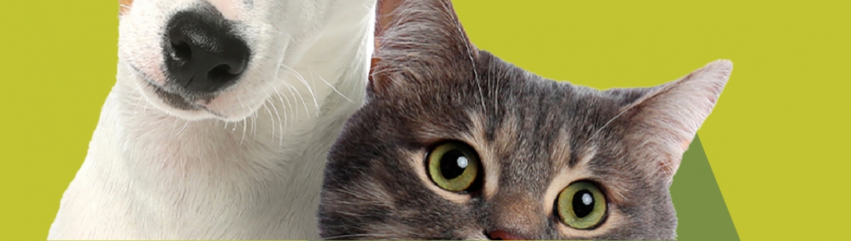 Pet e microchip: come funziona