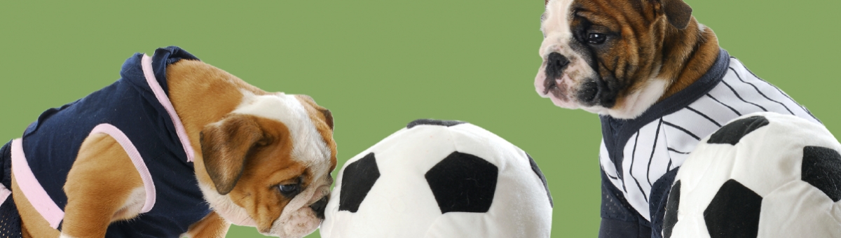 Attivit&agrave; all&rsquo;aria aperta in estate con i pet