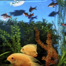 Notizie dal blog: I trattamenti per l'acquario da fare in estate