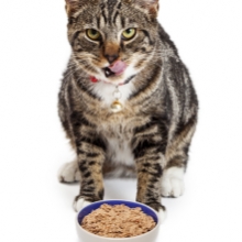 Notizie dal blog: Cibo Estivo e Animali Domestici: Consigli per un'alimentazione sicura e deliziosa