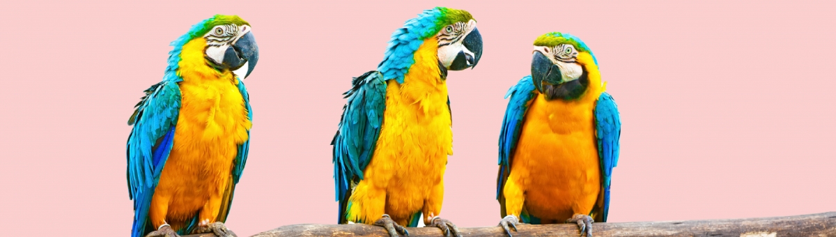 Come creare un ambiente confortevole per il tuo pappagallo