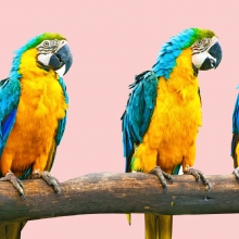 Notizie dal blog: Come creare un ambiente confortevole per il tuo pappagallo