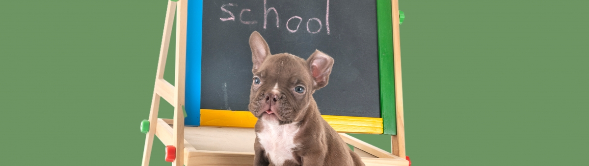 Animali domestici e ritorno a scuola