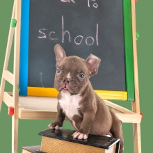 Notizie dal blog: Animali domestici e ritorno a scuola