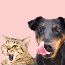 Notizie dal blog: Consigli per l'alimentazione autunnale per cani e gatti