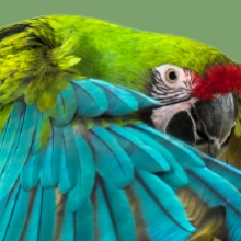 Notizie dal blog: Cura delle piume del pappagallo durante la muta autunnale