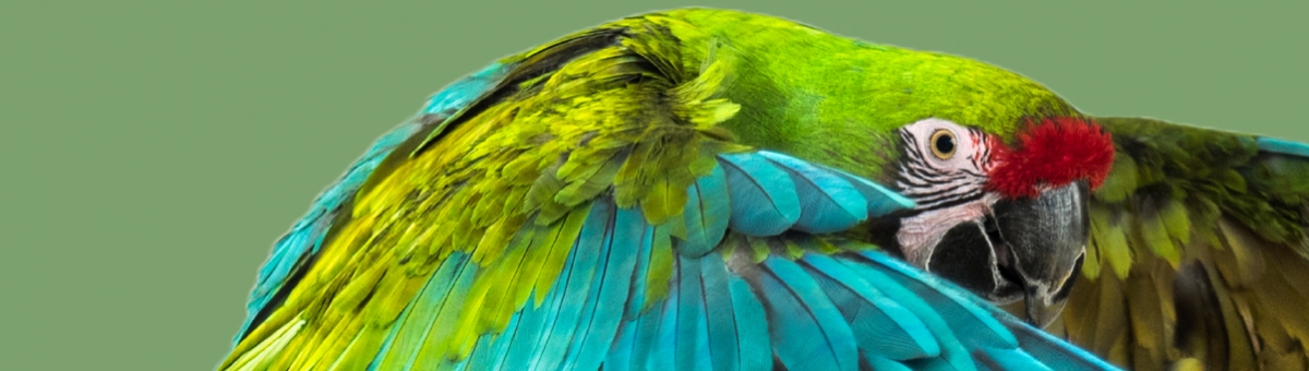 Cura delle piume del pappagallo durante la muta autunnale