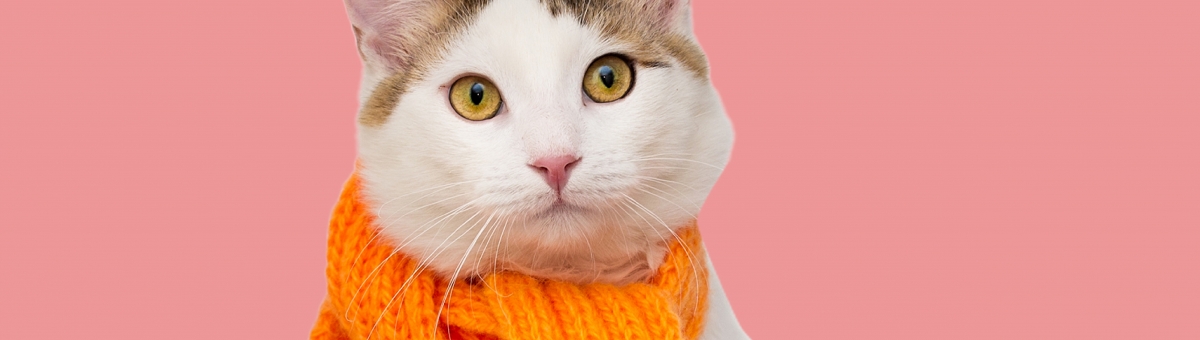 Come prevenire il colpo d'aria nei gatti: consigli utili
