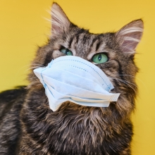 Notizie dal blog: Cosa fare se il tuo animale domestico si ammala