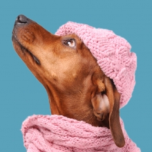 Notizie dal blog: Come prevenire l'ipotermia negli animali domestici