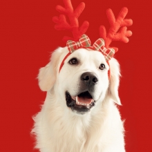 Notizie dal blog: Ricette per manicaretti per cani fatti in casa per le feste