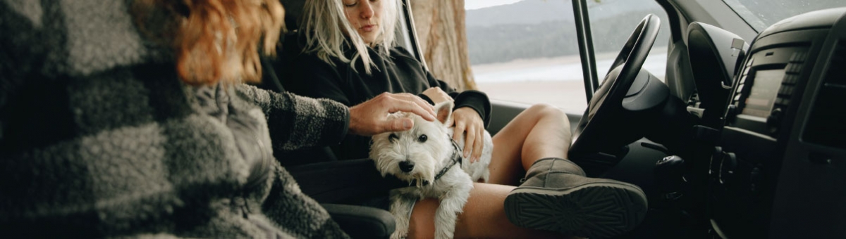 Consigli per viaggiare con il tuo animale domestico durante le festivit&agrave;