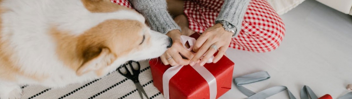 5 idee regalo per il tuo amico a quattro zampe