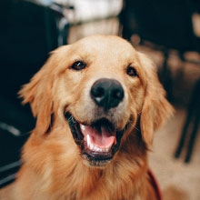 Notizie dal blog: Malattie comuni nei cani: sintomi, prevenzione e cura