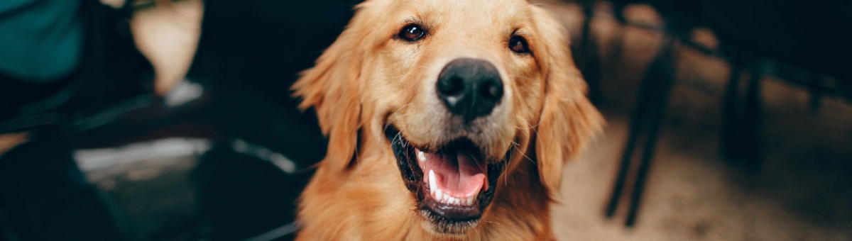 Malattie comuni nei cani: sintomi, prevenzione e cura