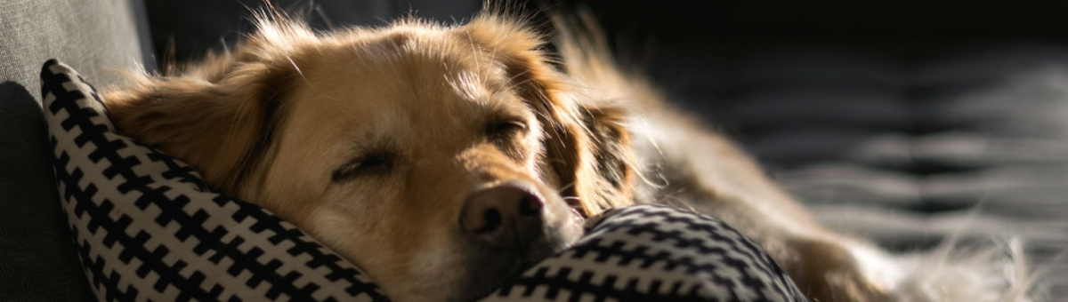Come affrontare l'ansia da separazione nei cani: suggerimenti per proprietari preoccupati