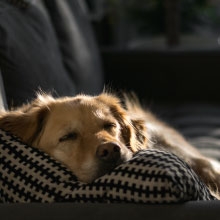 Notizie dal blog: Come affrontare l'ansia da separazione nei cani: suggerimenti per proprietari preoccupati